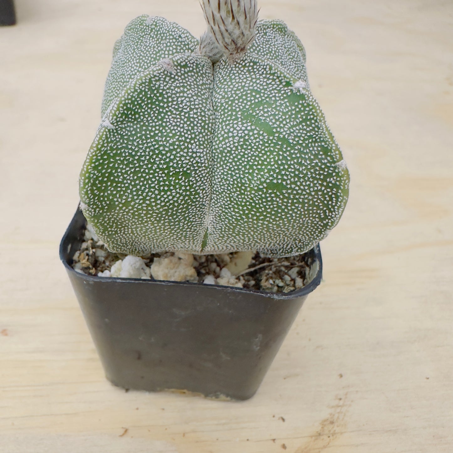 Astrophytum myriostigma var. quadricostatum - Four-Ribbed Bishop’s Cap
