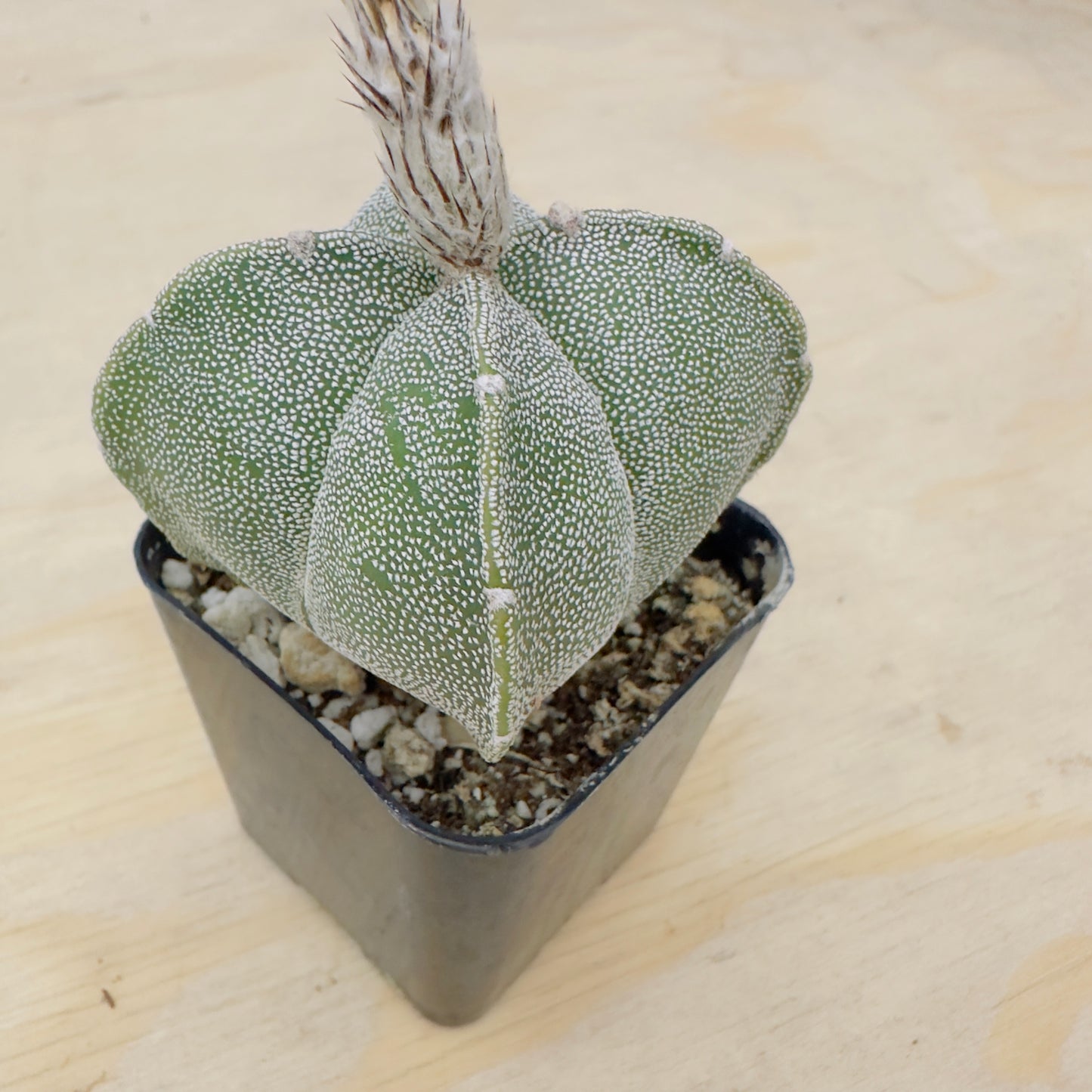 Astrophytum myriostigma var. quadricostatum - Four-Ribbed Bishop’s Cap