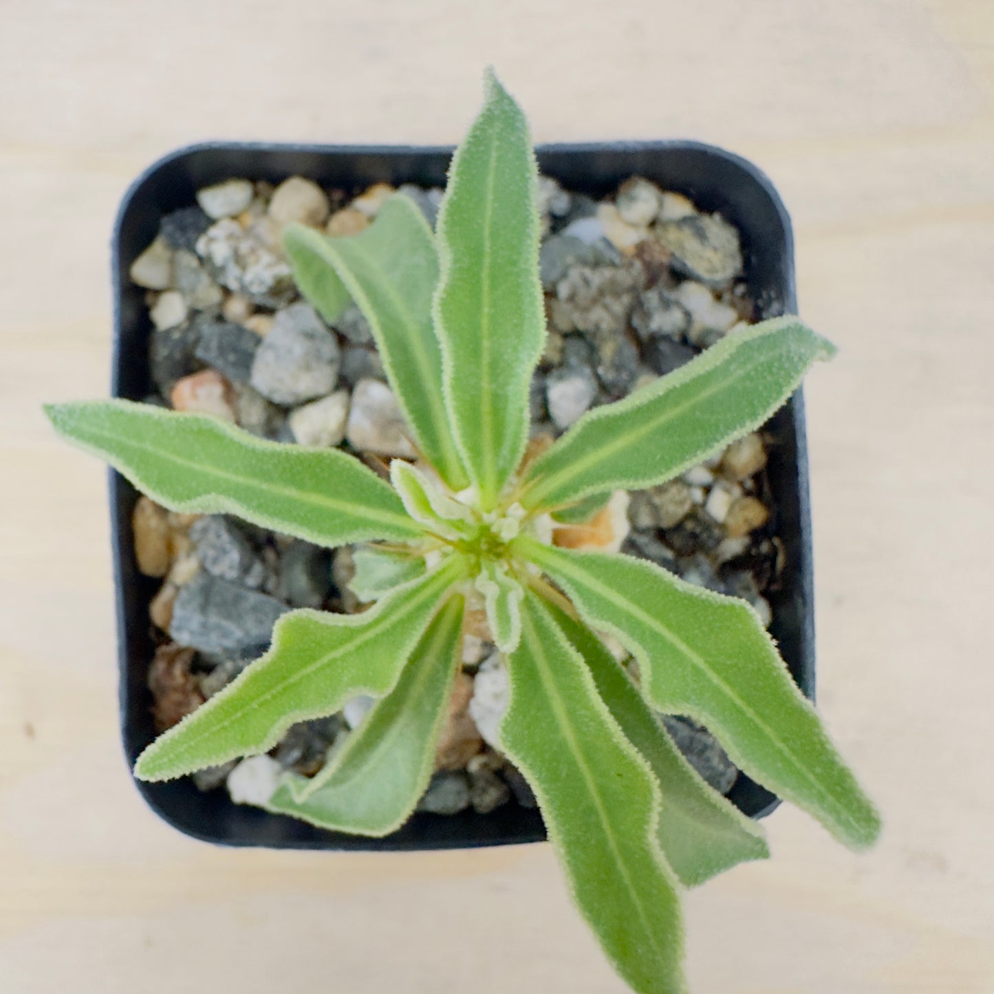 Pachypodium namaquanum - Halfmens