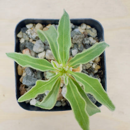 Pachypodium namaquanum - Halfmens