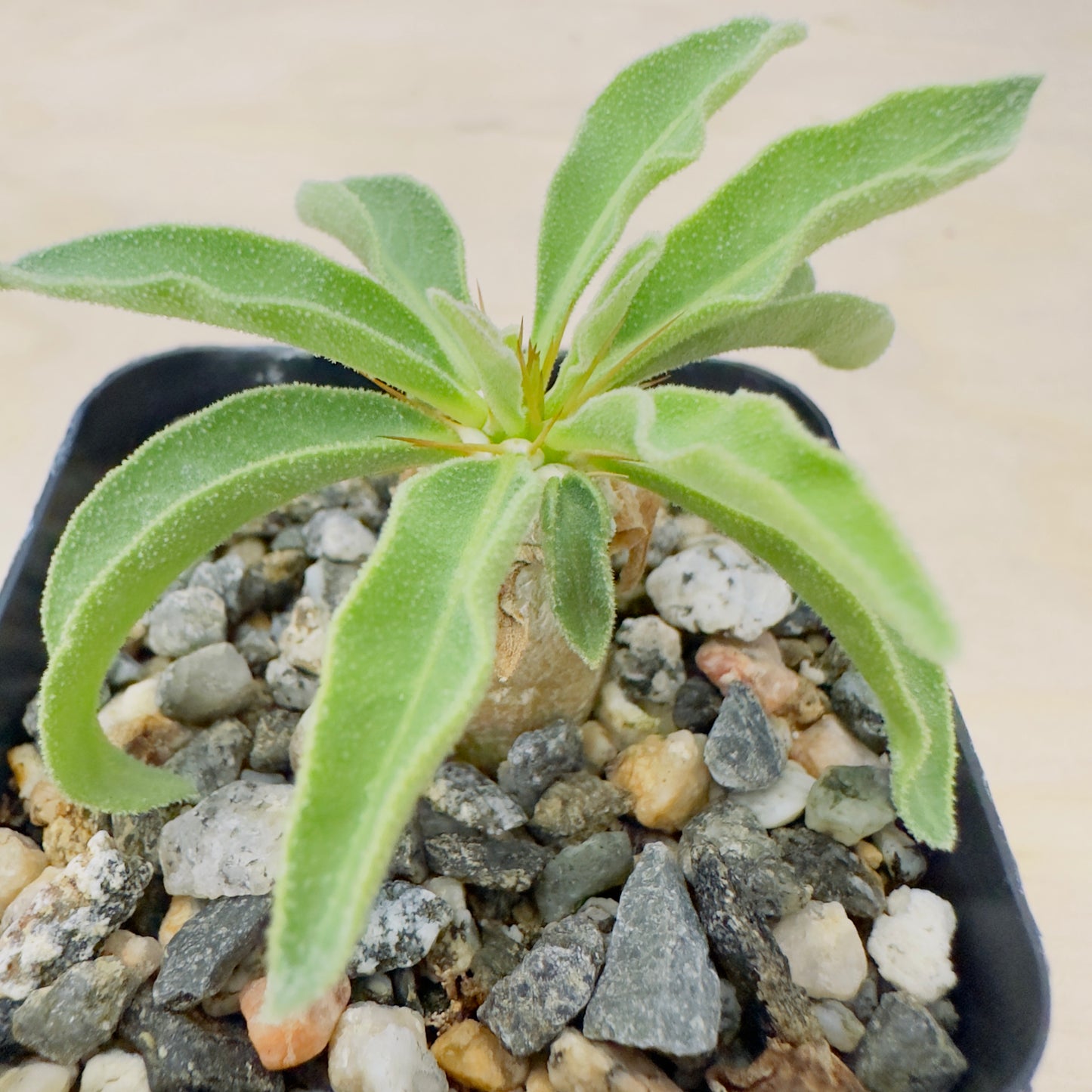 Pachypodium namaquanum - Halfmens