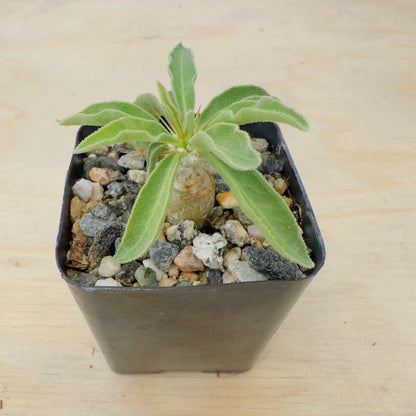 Pachypodium namaquanum - Halfmens