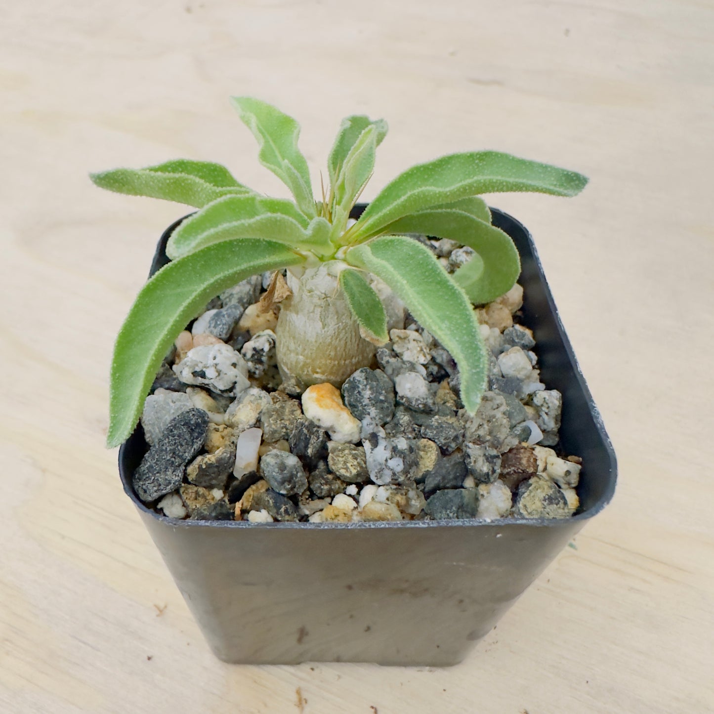 Pachypodium namaquanum - Halfmens