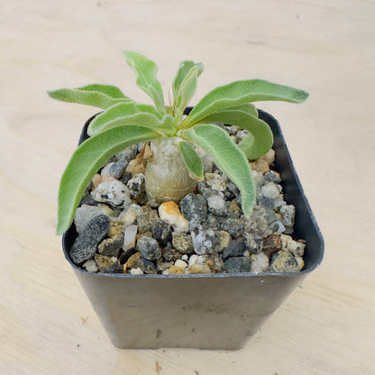 Pachypodium namaquanum - Halfmens