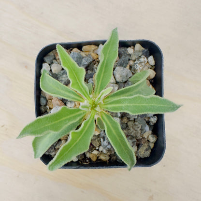 Pachypodium namaquanum - Halfmens