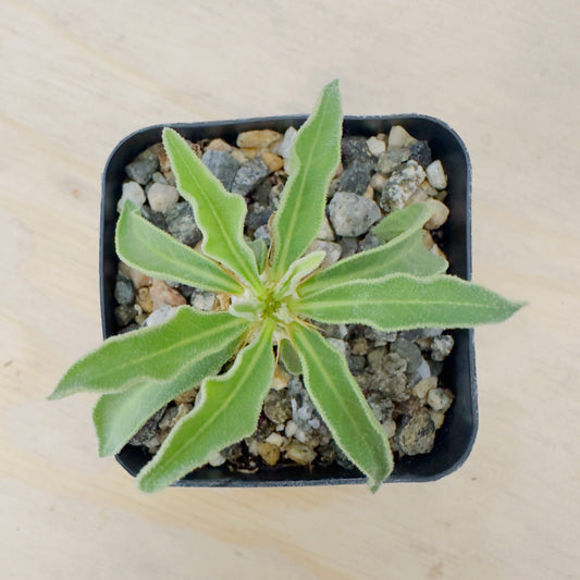 Pachypodium namaquanum - Halfmens