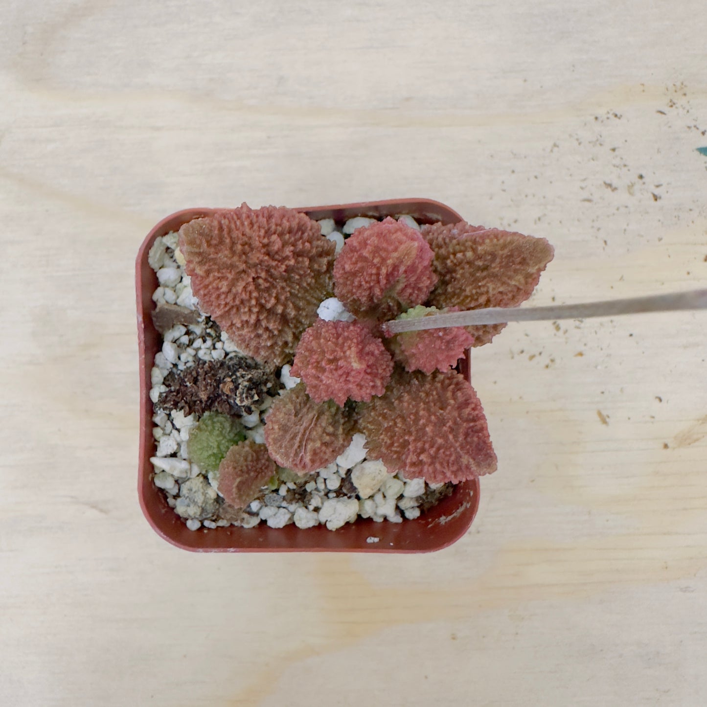 Adromischus marianae - Herrei