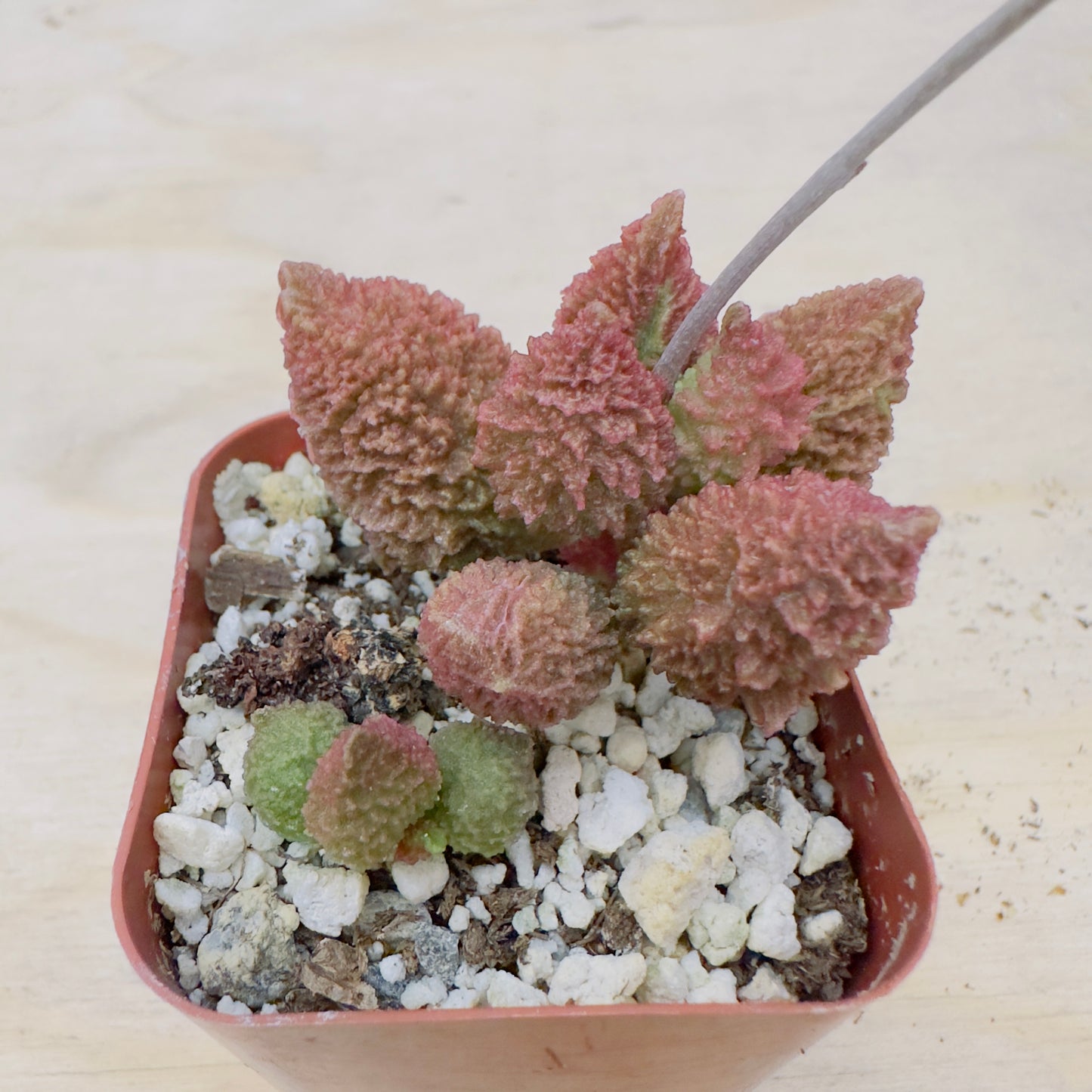 Adromischus marianae - Herrei