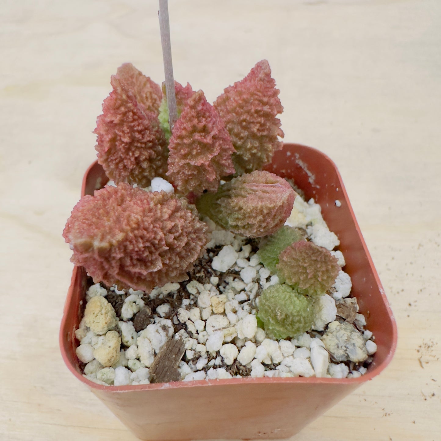 Adromischus marianae - Herrei