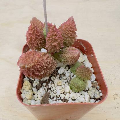 Adromischus marianae - Herrei