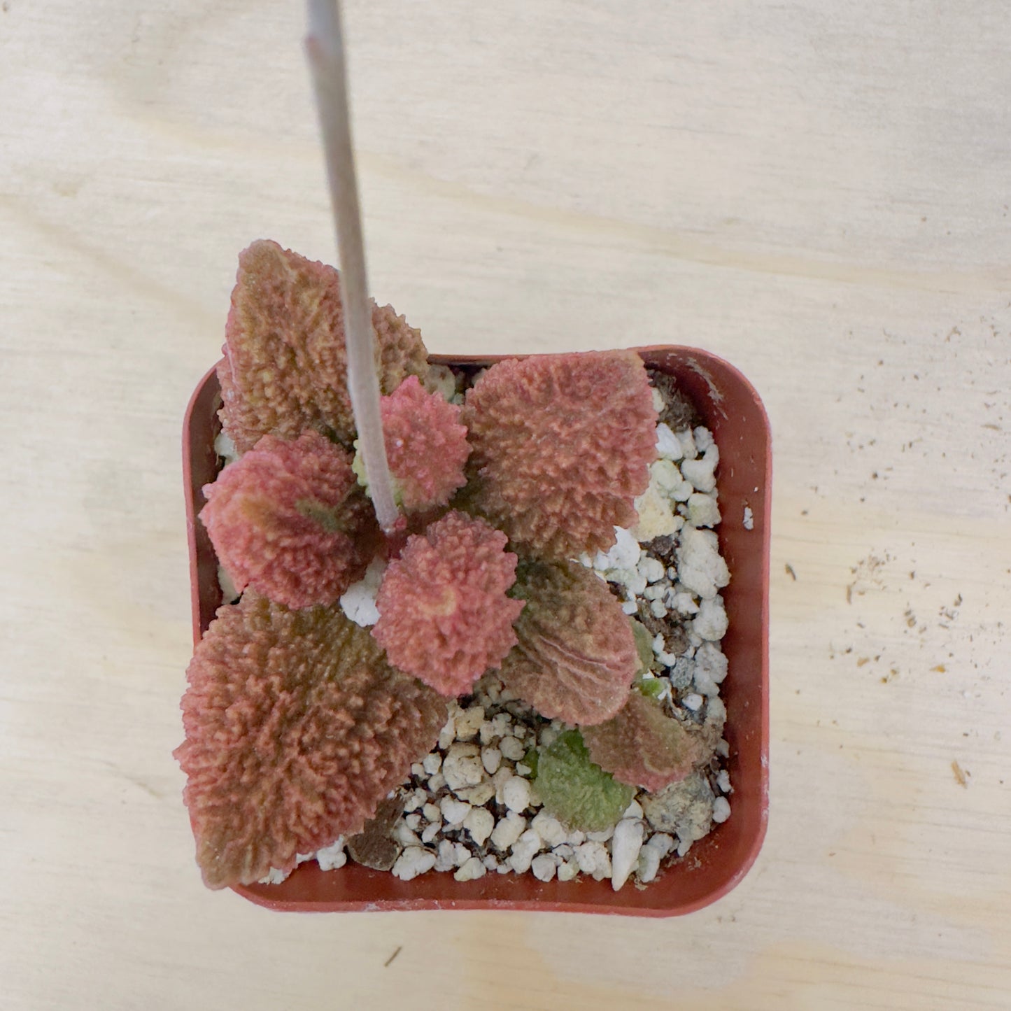 Adromischus marianae - Herrei