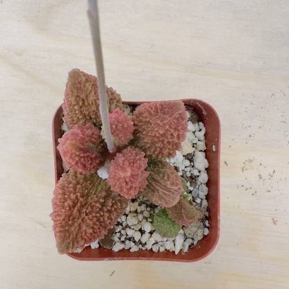 Adromischus marianae - Herrei