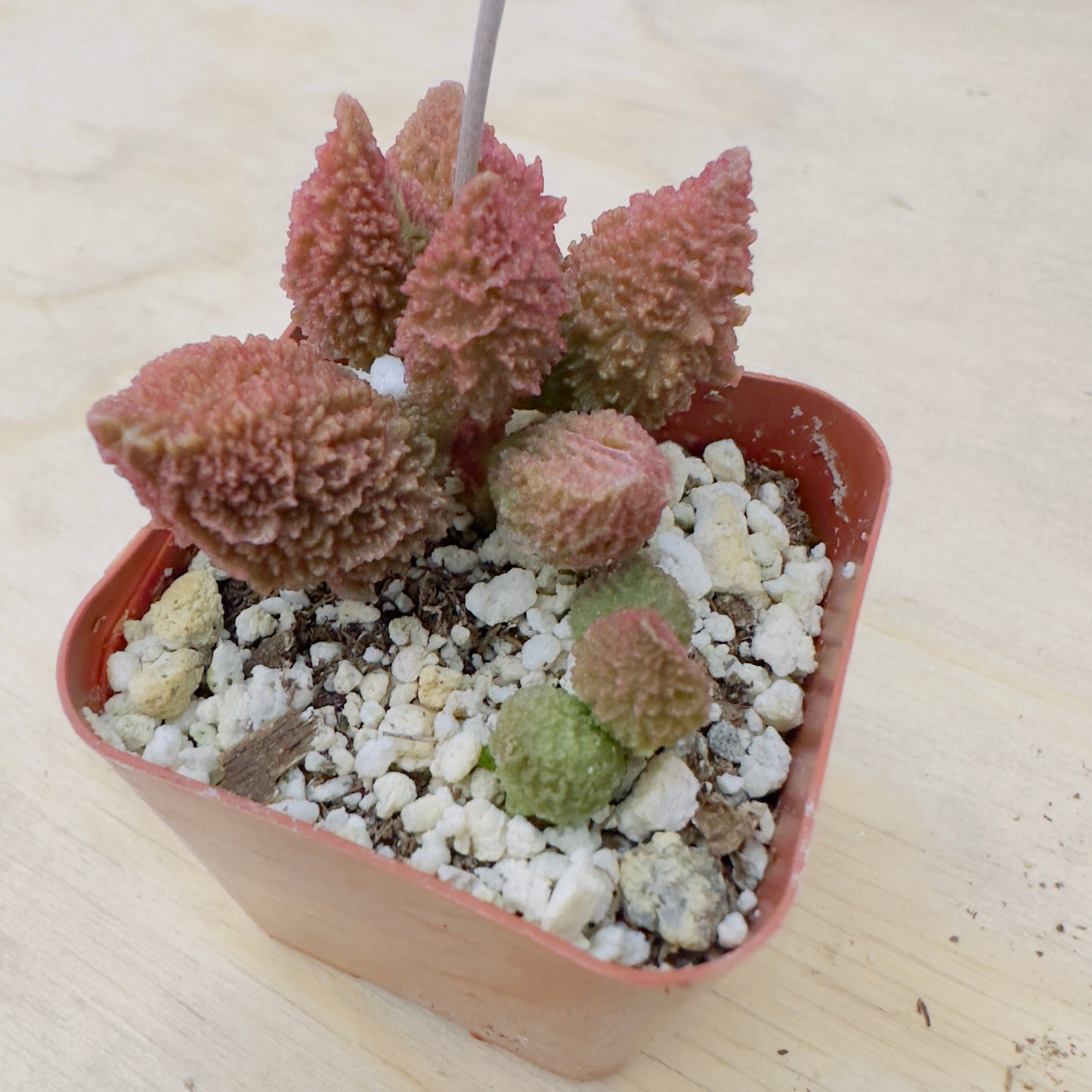 Adromischus marianae - Herrei