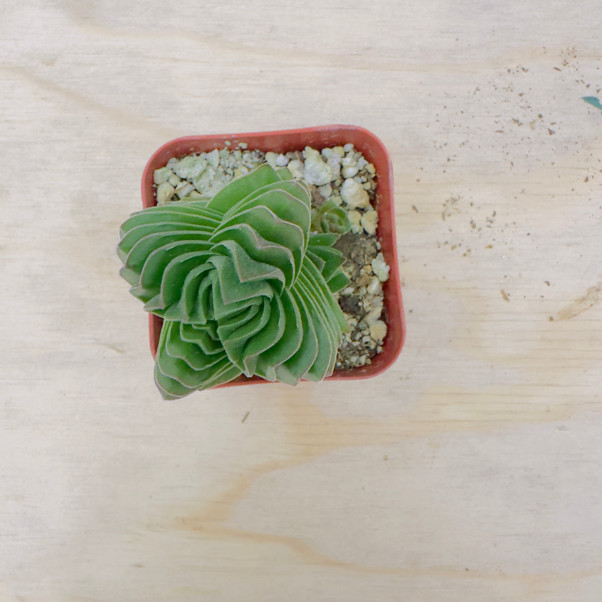Buddha’s Temple Crassula (Crassula ‘Buddha’s Temple’) live succulent plant