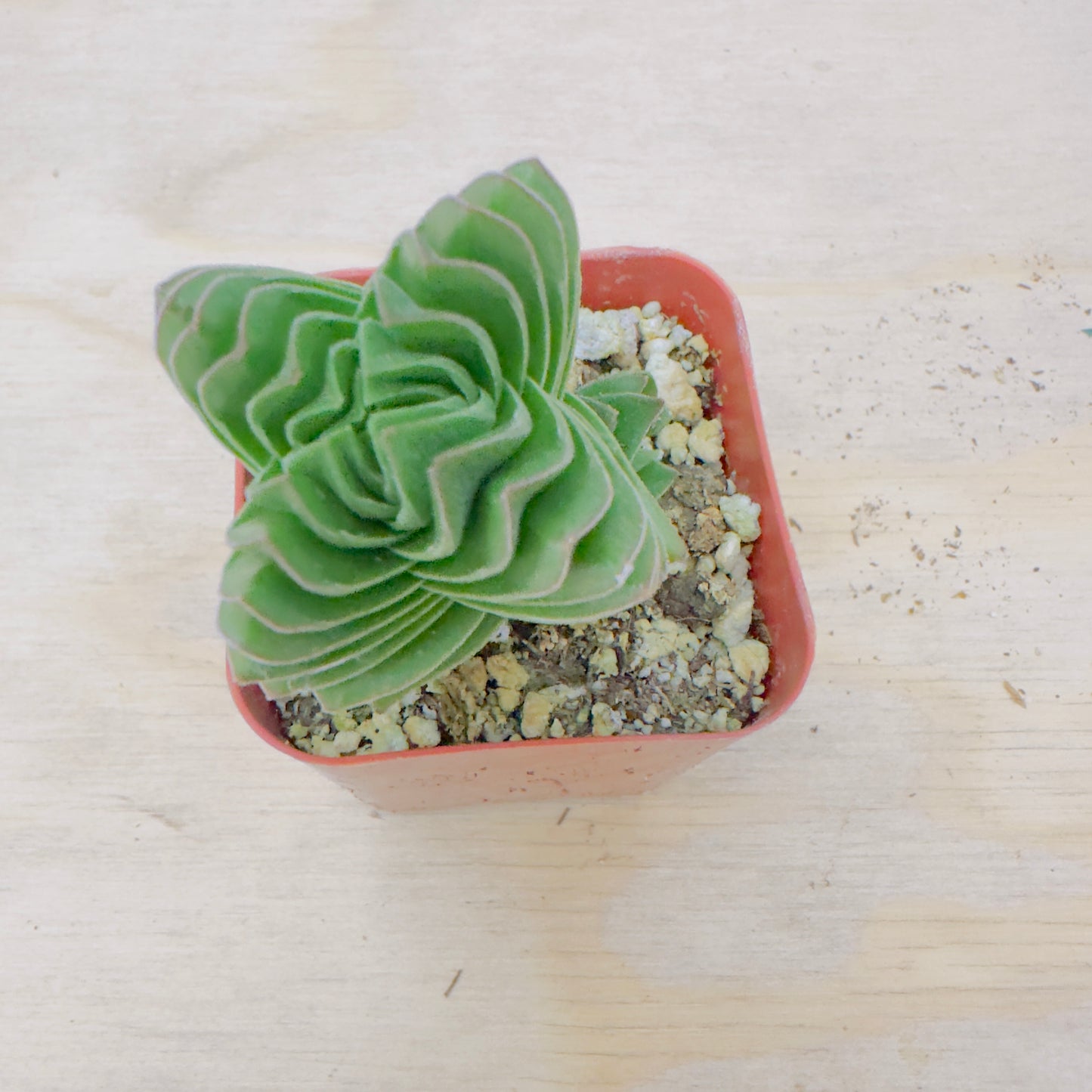 Crassula Buddha's Temple
