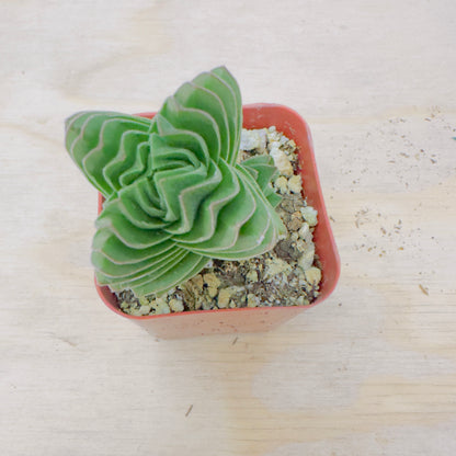 Crassula Buddha's Temple