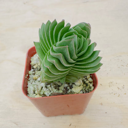 Crassula Buddha's Temple