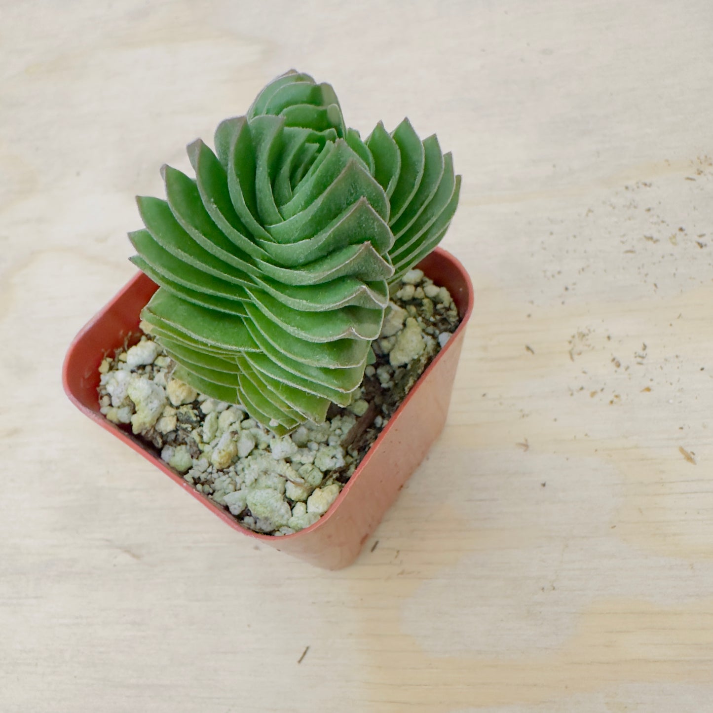 Crassula Buddha's Temple