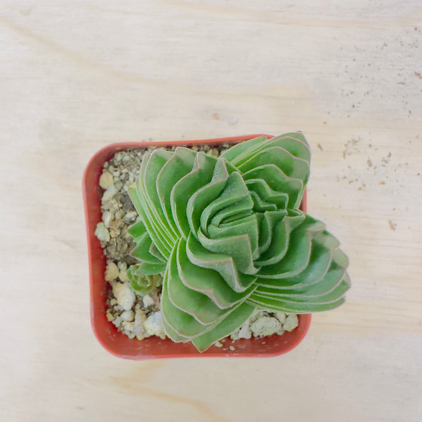 Crassula Buddha's Temple