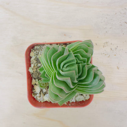 Crassula Buddha's Temple