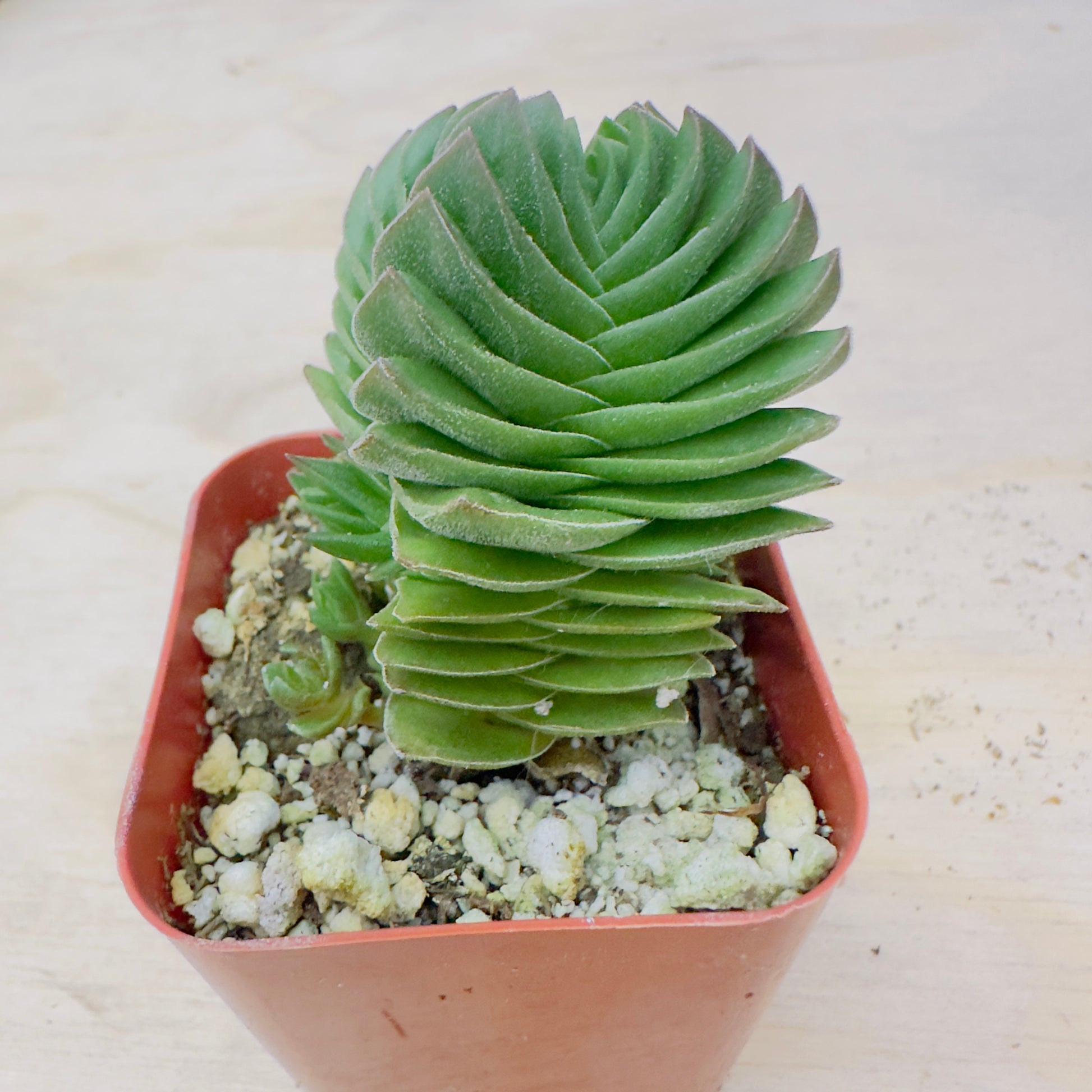 temple succulent Buddha's Temple Crassula | Crassula 'Buddha's Temple'