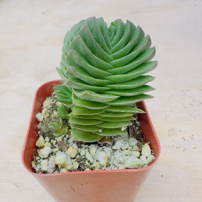 Crassula Buddha's Temple