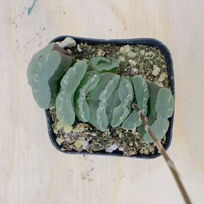haworthia truncata - Horse’s Teeth