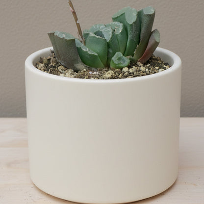 horse succulent Horse's Teeth Haworthia | Haworthia truncata