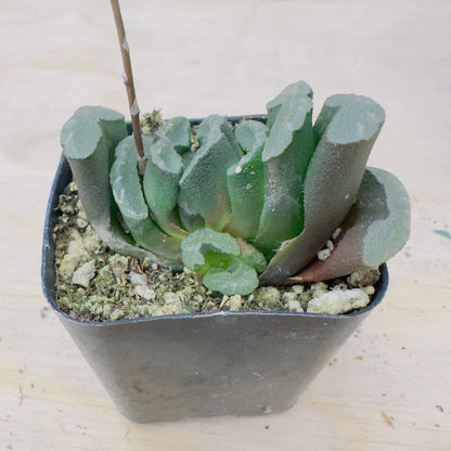 haworthia truncata - Horse’s Teeth