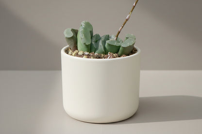 horse succulent Horse's Teeth Haworthia | Haworthia truncata
