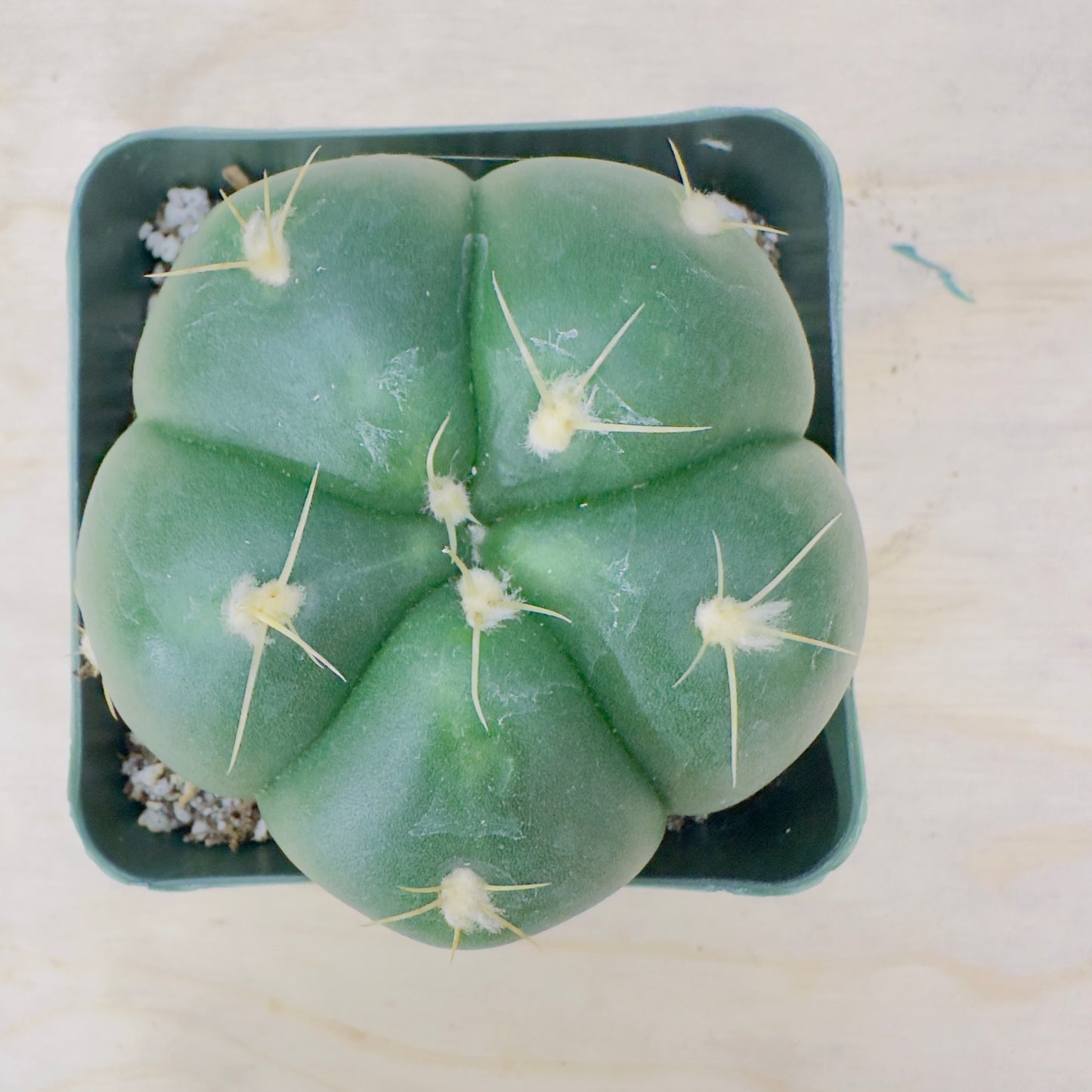 Gymnocalycium horstii - Buenekeri Spider