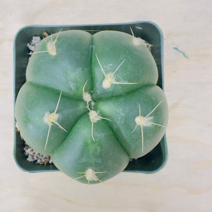 Gymnocalycium horstii - Buenekeri Spider