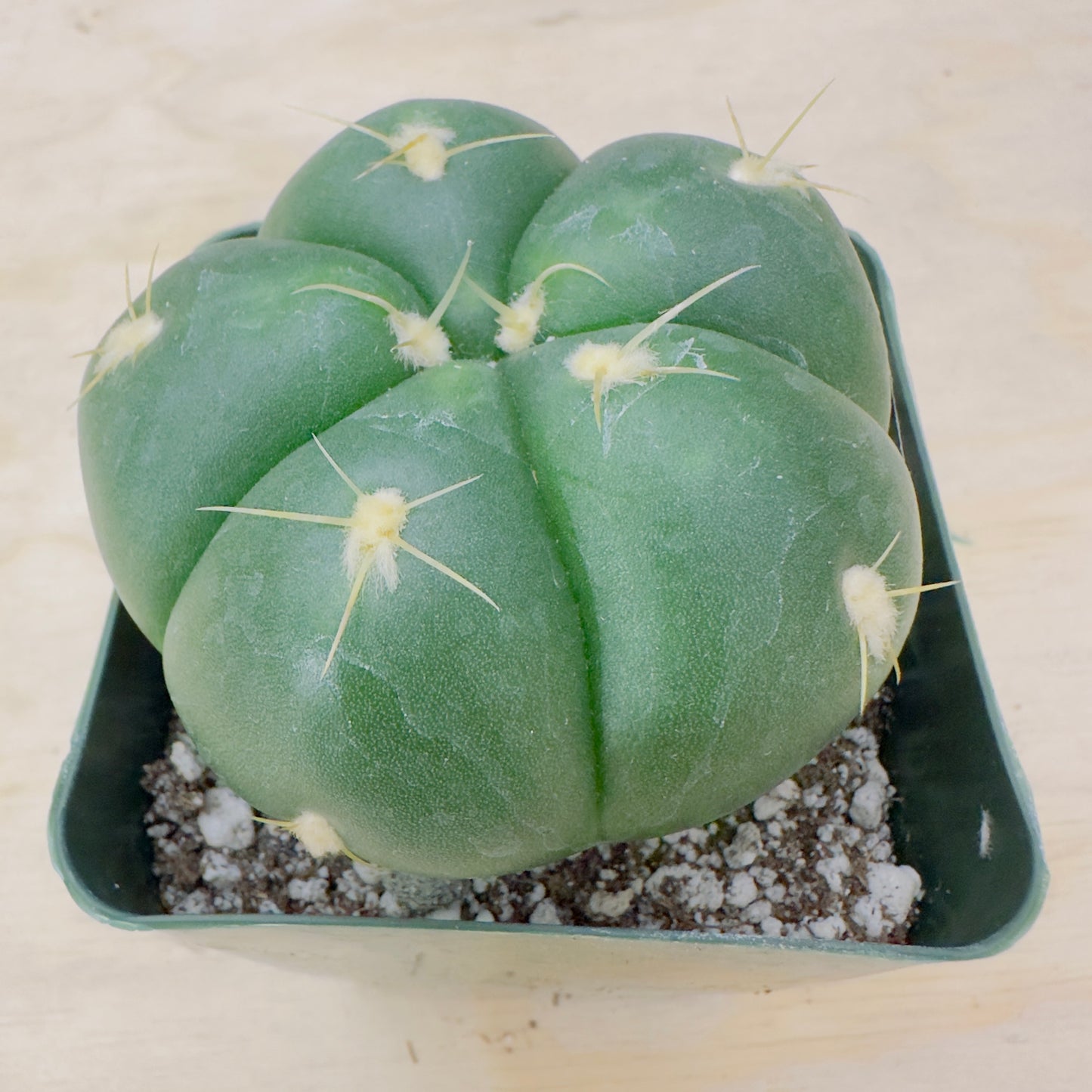 Gymnocalycium horstii - Buenekeri Spider