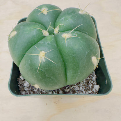 Gymnocalycium horstii - Buenekeri Spider