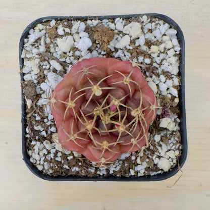 Gymnocalycium anisitsii var. tucavocense