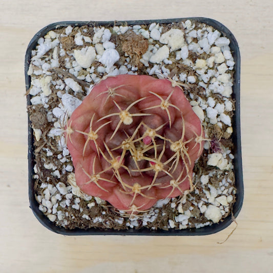 Gymnocalycium anisitsii var. tucavocense