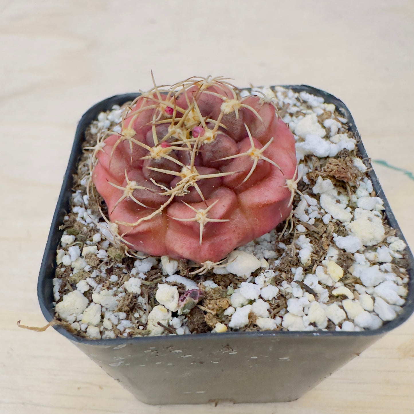 Gymnocalycium anisitsii var. tucavocense