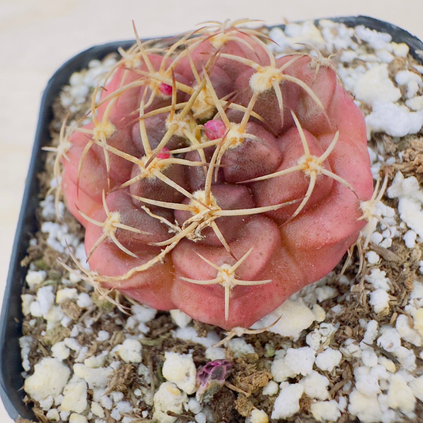 Gymnocalycium anisitsii var. tucavocense