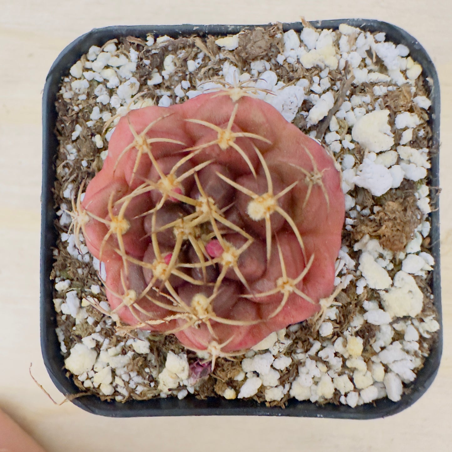 Gymnocalycium anisitsii var. tucavocense