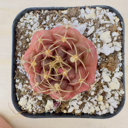 Gymnocalycium anisitsii var. tucavocense