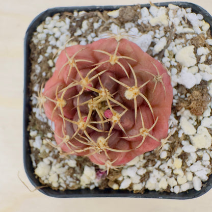 Gymnocalycium anisitsii var. tucavocense