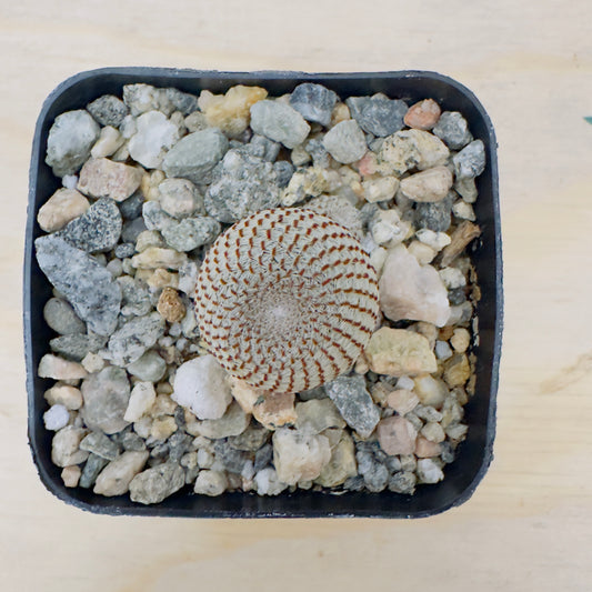 Rebutia heliosa