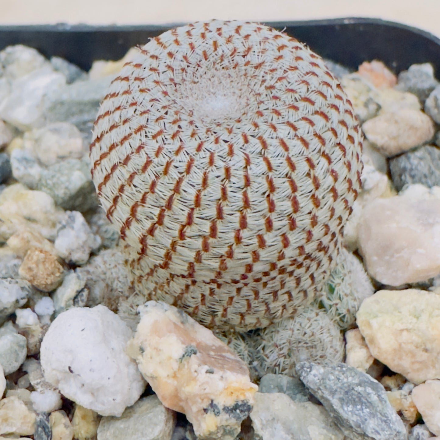 Rebutia heliosa