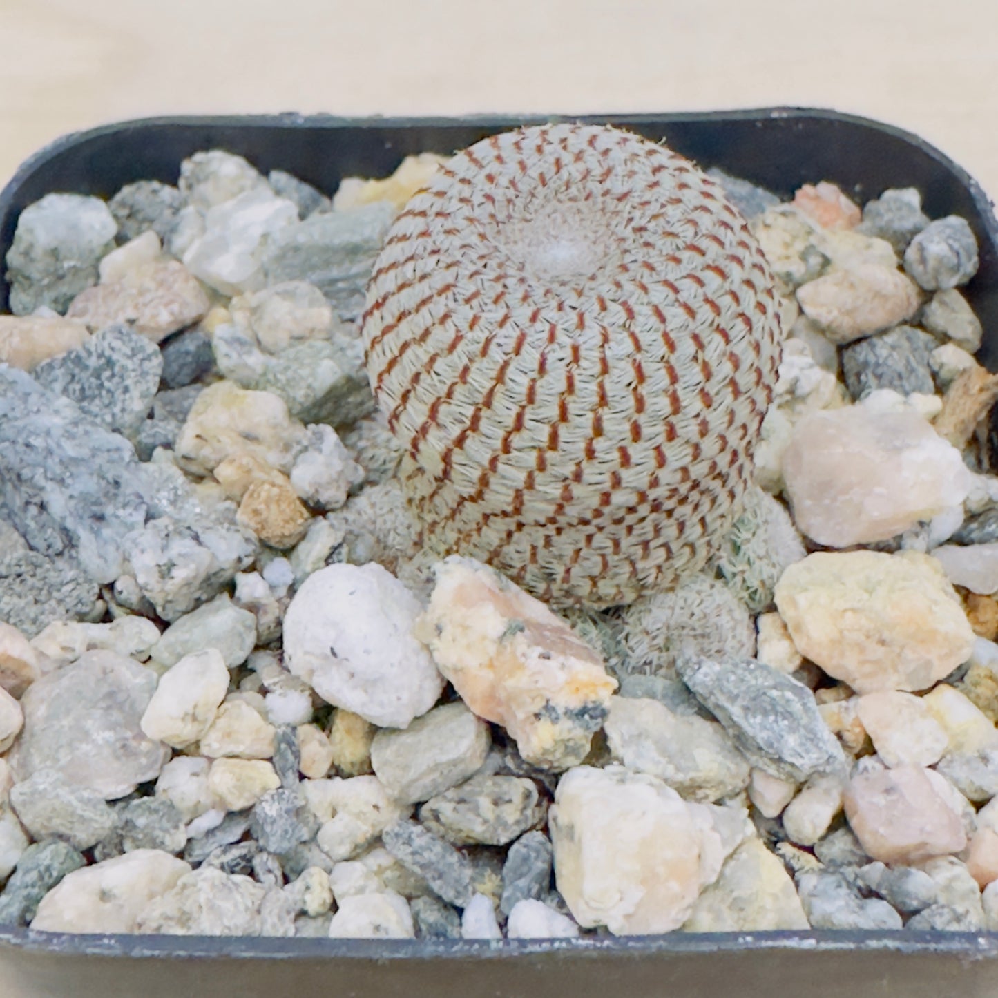 Rebutia heliosa