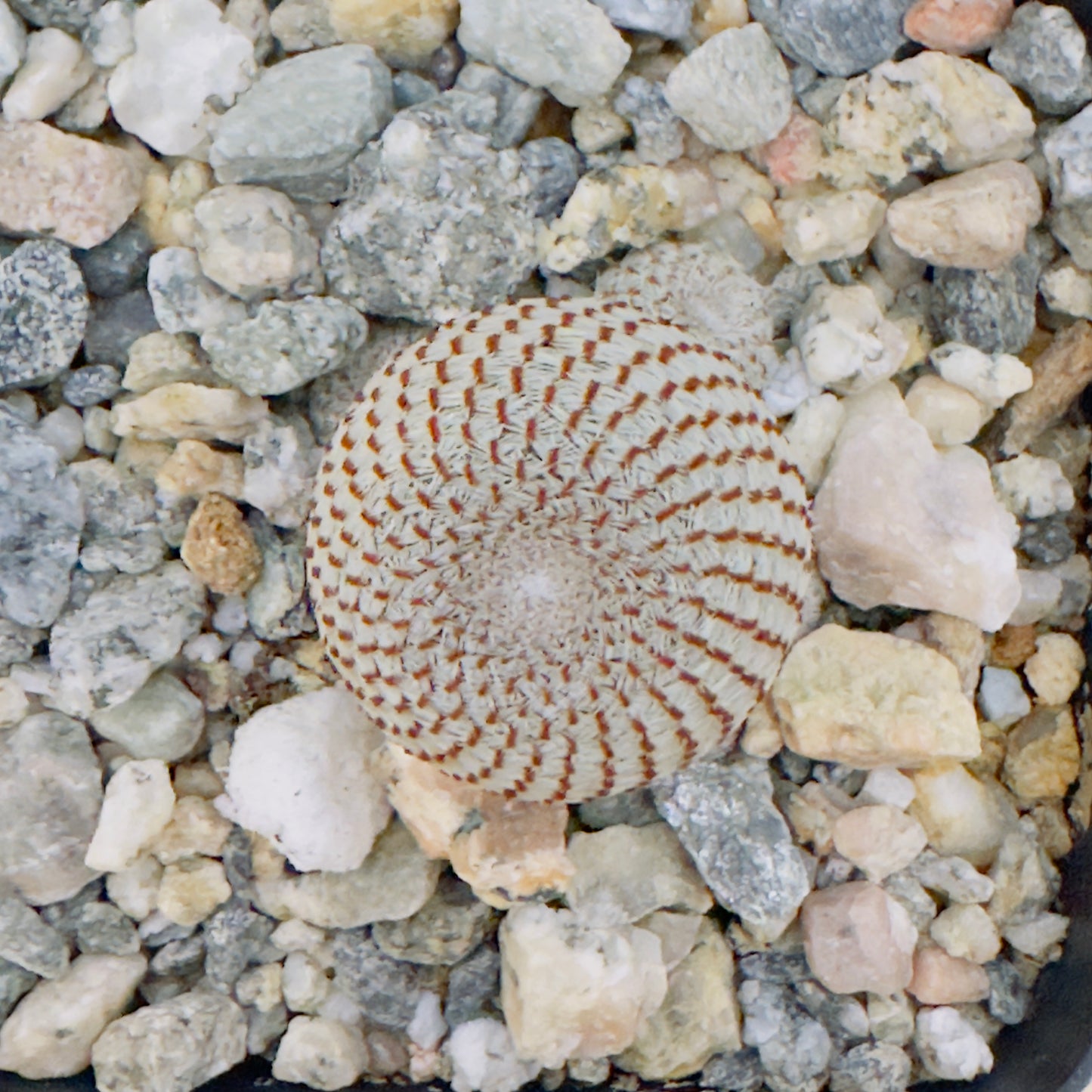 Rebutia heliosa