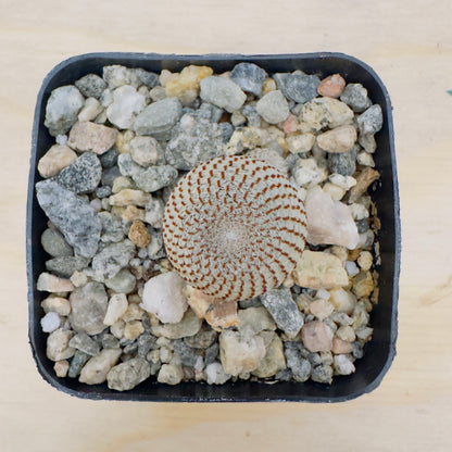 Rebutia heliosa