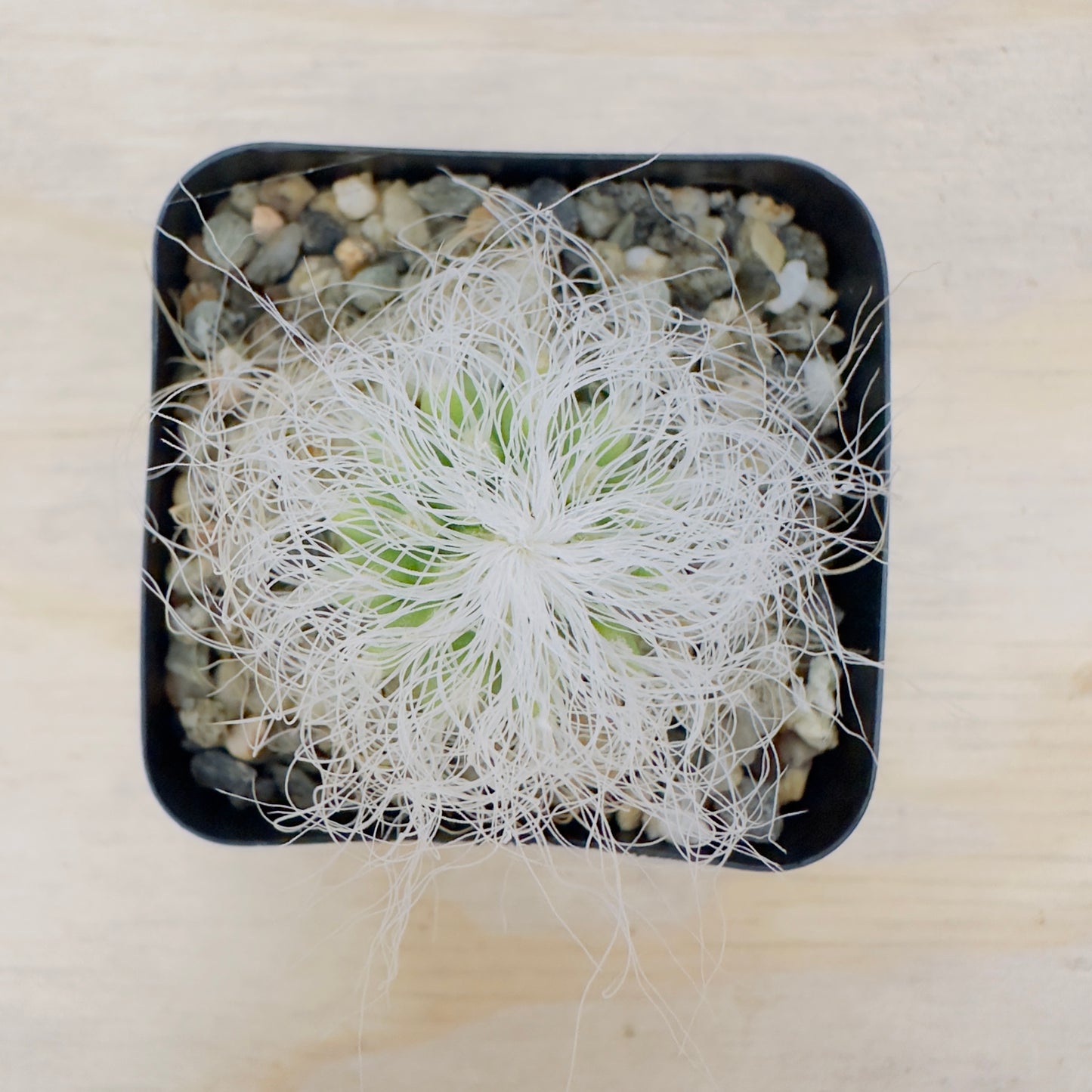 cephalocereus senilis - Old Man Cactus