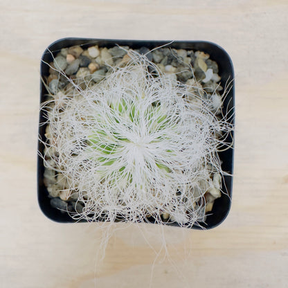 cephalocereus senilis - Old Man Cactus