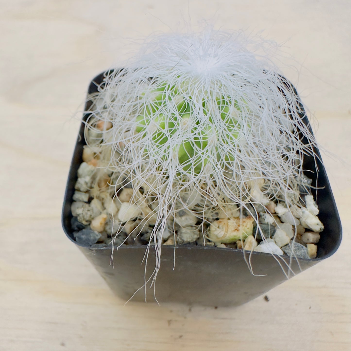 cephalocereus senilis - Old Man Cactus