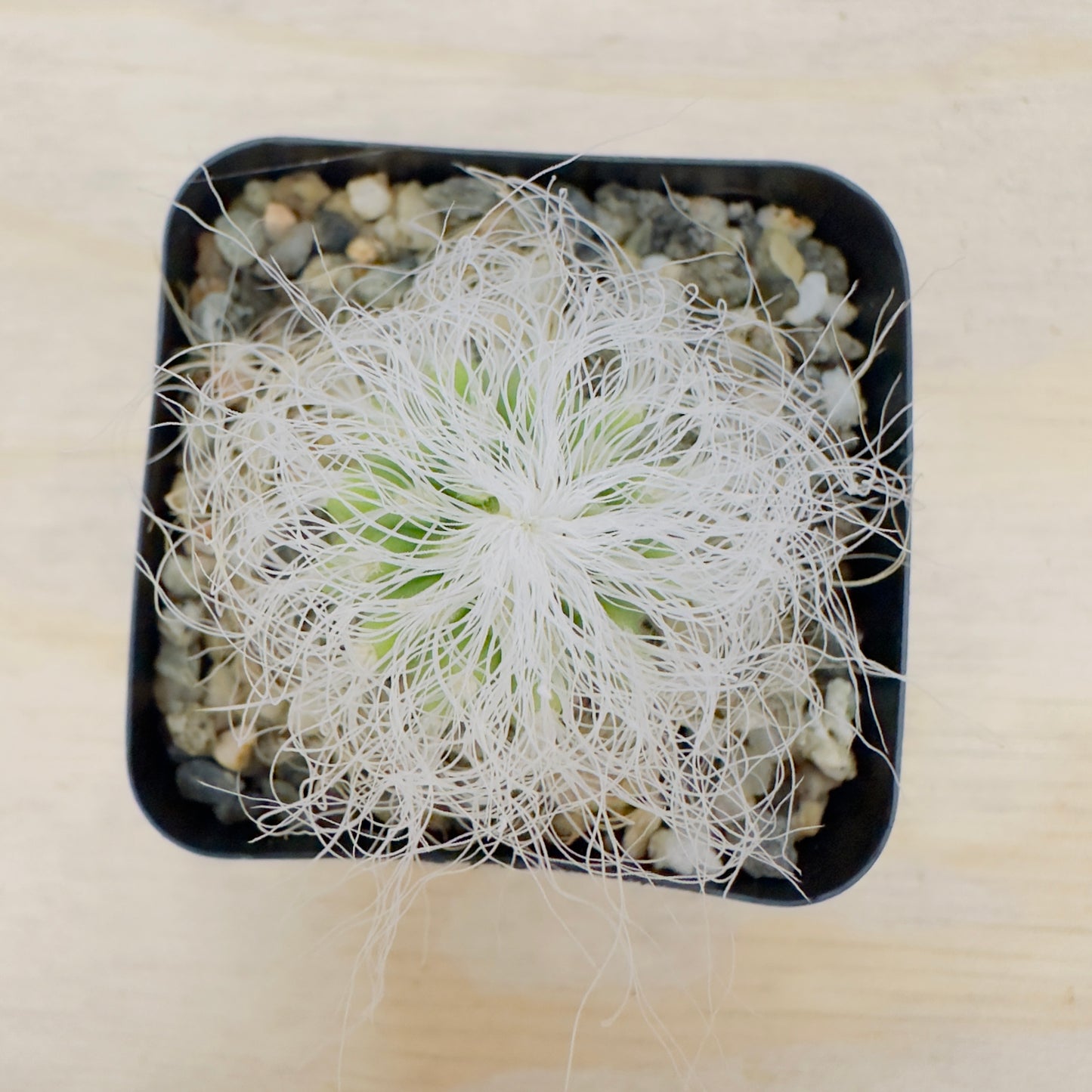 cephalocereus senilis - Old Man Cactus